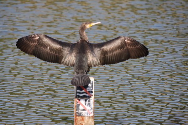 Grand cormoran