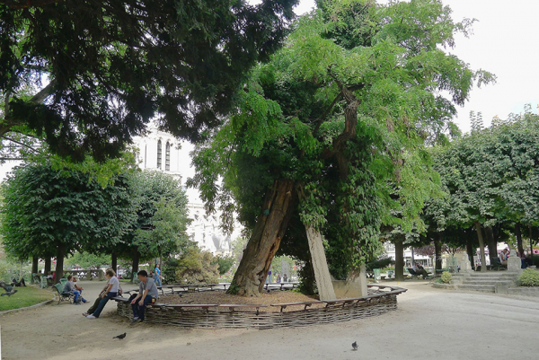 Robinier, le plus vieil arbre de Paris