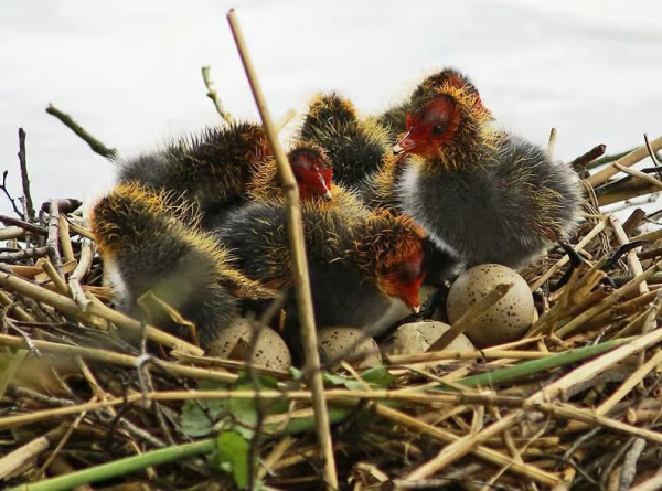 Poussins de foulques au nid