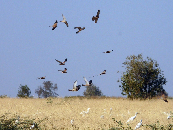 Faucons crécerellettes et Hérons gardeboeufs en chasse (Khelkom / Sénégal)