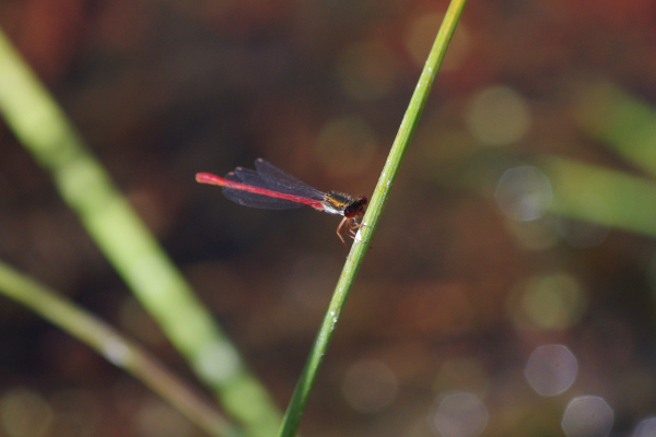 Nymphe au corps de feu (Pyrrhosoma nymphula) &copy; Kevin Broquereau