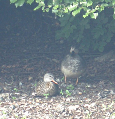 Canard chipeau, mâle et femelle