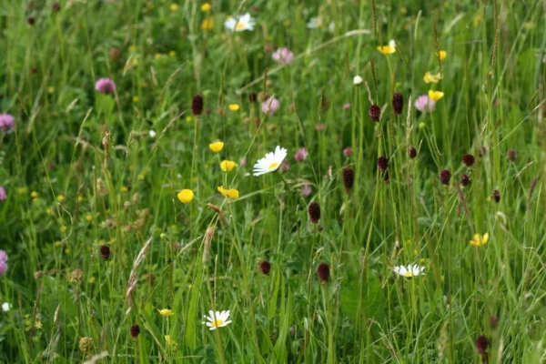 Prairie fleurie