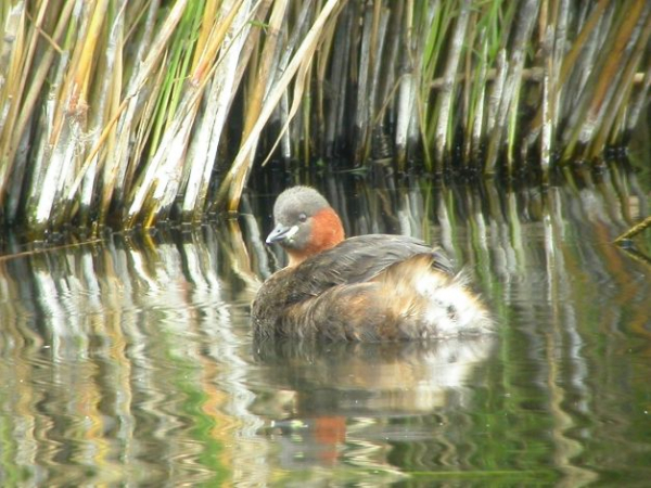 Un adulte en plumage nuptial