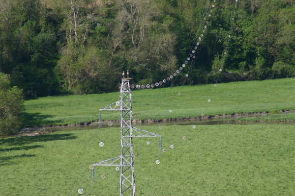 Ligne RTE équipée de balises avifaune