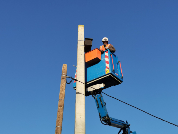 Installation du nichoir pour le petit Faucon crécerelle