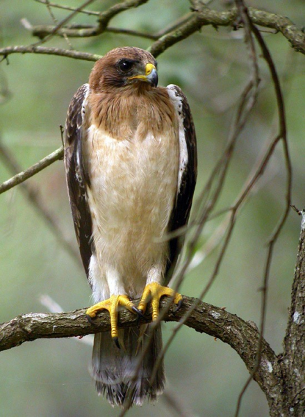 Aigle botté - LPO (Ligue pour la Protection des Oiseaux) - Agir pour la  biodiversité