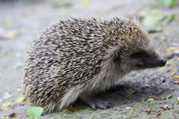 Hérisson d'Europe (Erinaceus europaeus) © Jacques Lefèbvre