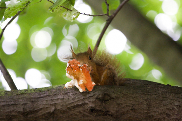 Ecureuil mangeant un champignon