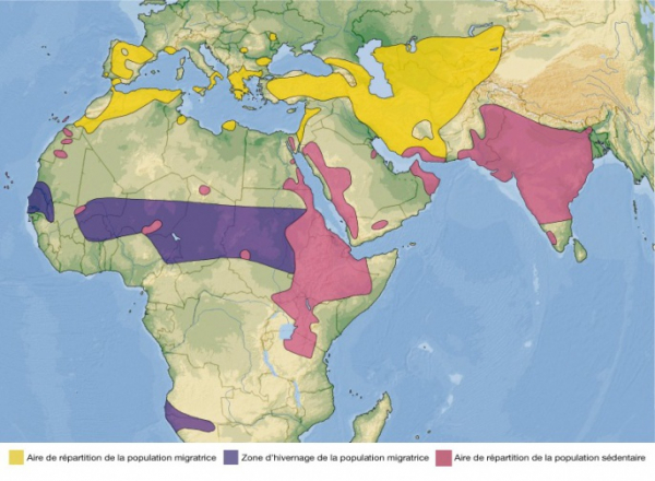 distribution du Vautour percnoptère en Europe