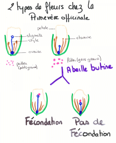 Schéma fécondation primevère