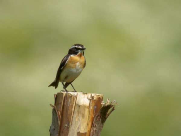 Tarier des prés mâle en plumage nuptial