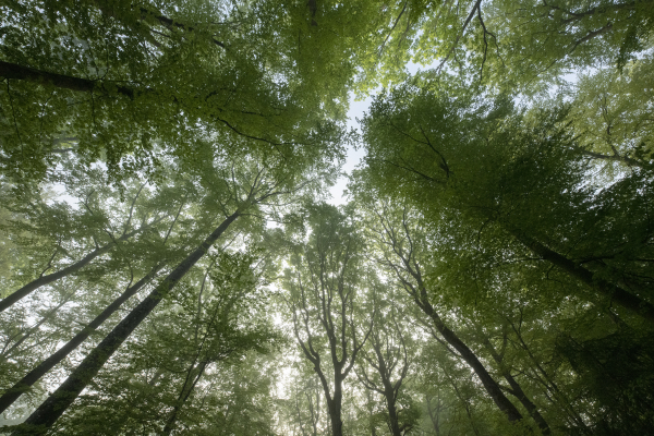 La faune des forêts françaises - Forêts Anciennes