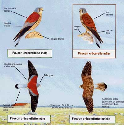 Dessin faucon crécerellette