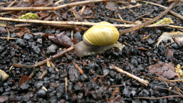 L'escargot des haies à coquille clair