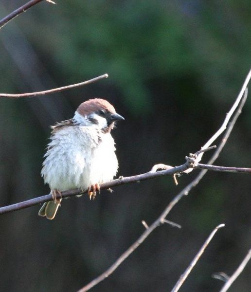 Moineau friquet