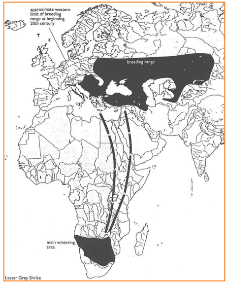 Aire de nidification, aire d’hivernage et voies de migration de la Pie-grièche à poitrine rose (Lefranc & Worfolk, 1997)