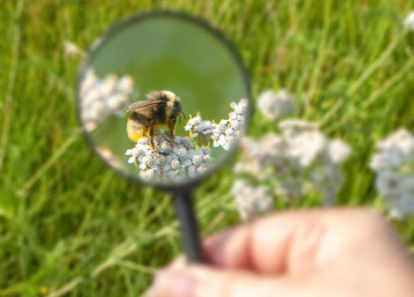 Abeille sauvage-observation &agrave; la loupe / Istockphoto - Vladimir Kazakov