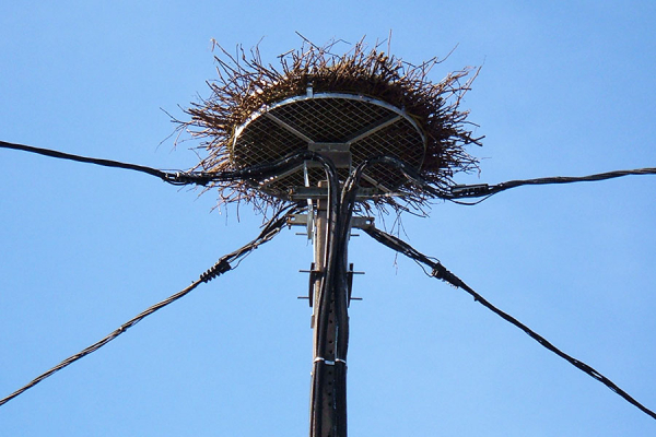 Installation d’un nid artificiel pour un couple de cigognes sur un support BT