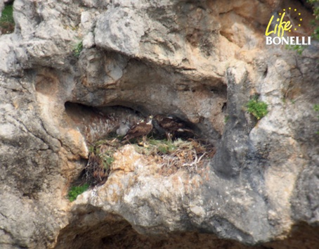 Nid du couple (Vent et Bel) avec leur poussin Escorca en avril 2015