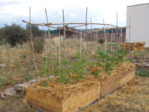 Potager en carré