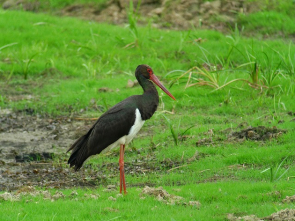 Cigogne noire