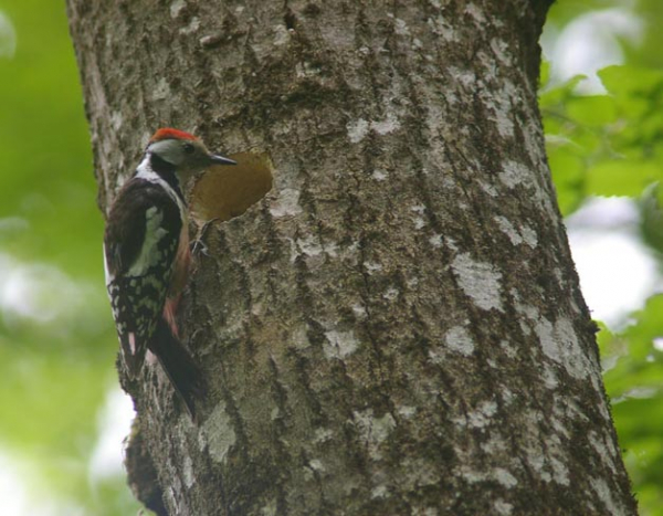 Pic mar sur un arbre