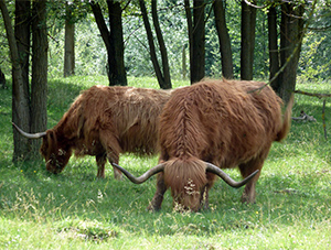 Higlands cattle