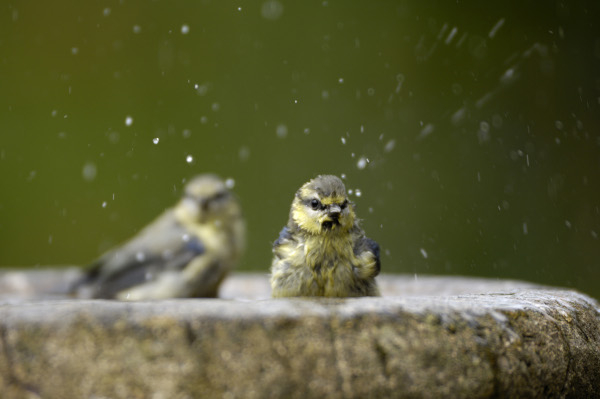 Mésanges bleues (Cyanistes careuleus) au bain © Ray Kennedy / RSPB