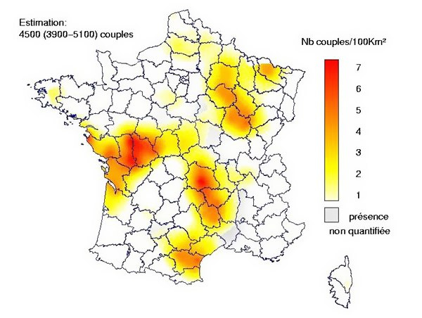 Busard cendré (Thiollay & Bretagnolle, 2004 - Rapaces nicheurs de France, distribution, effectifs et conservation ; Ed. Delachaux & Niestlé)
