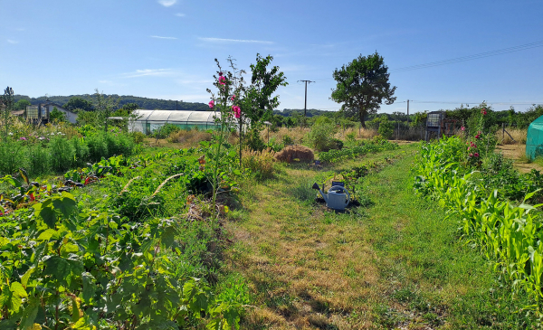 Potager, allées enherbées avec arrosoirs posés et au loin une serre