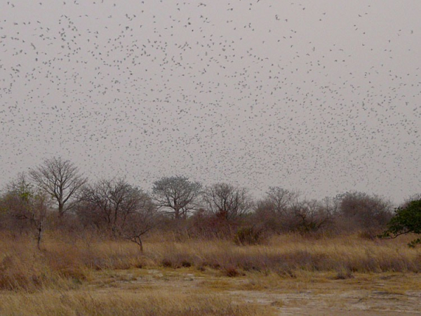 Envol matinal des rapaces à l’île Kousmar - Photo Vincent Lelong ©