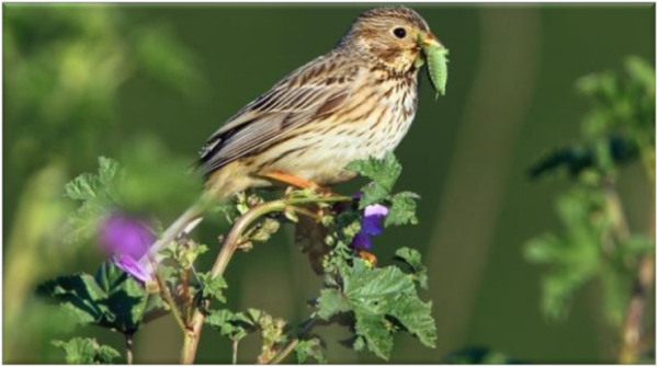 Bruant proyer pos&eacute; sur une branche et tenant un insecte dans le bec