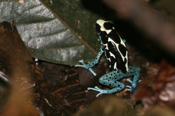 Dendrobate à tapirer (Dendrobates tinctorius) Guyane © Nicolas Macaire / LPO