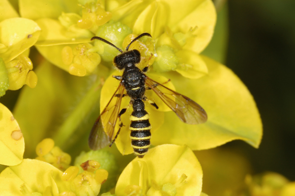 Cerceris quinquefasciata mâle