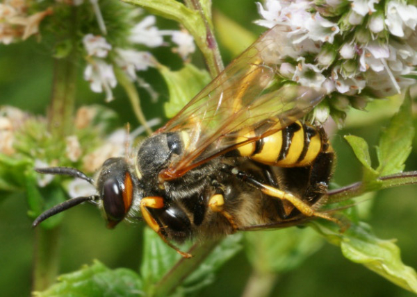 L’abeille est calée entre les pattes pour le transport