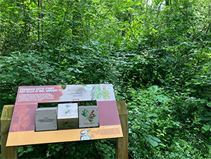 Forêt du Bischenberg