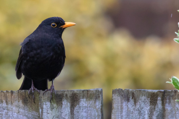 Merle noir (Turdus merula) mâle sur le bord d’un composteur