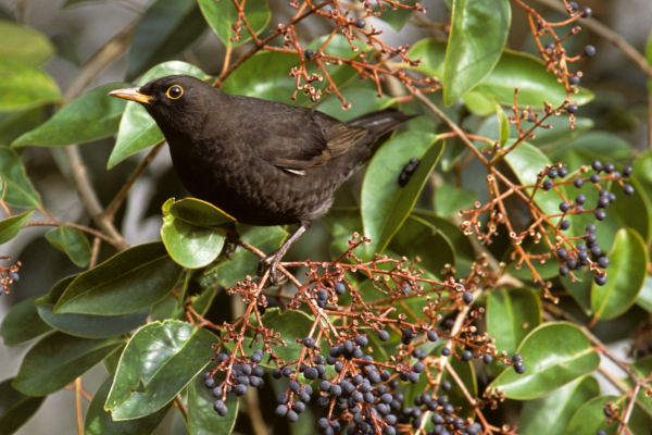 Merle noir (Turdus merula) mâle