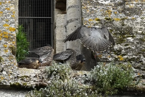 Nid de faucons pèlerins à Bayeux