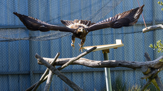 Envergure de l'Aigle royal en volière de réhabilitation