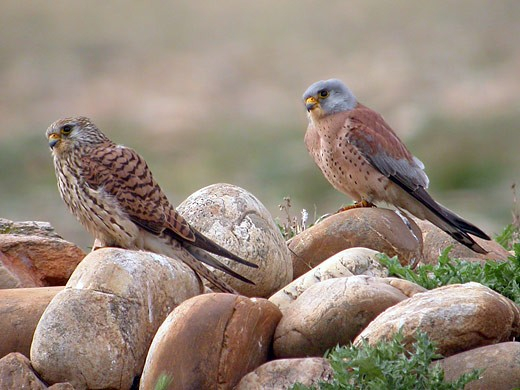 Faucons crécerellettes