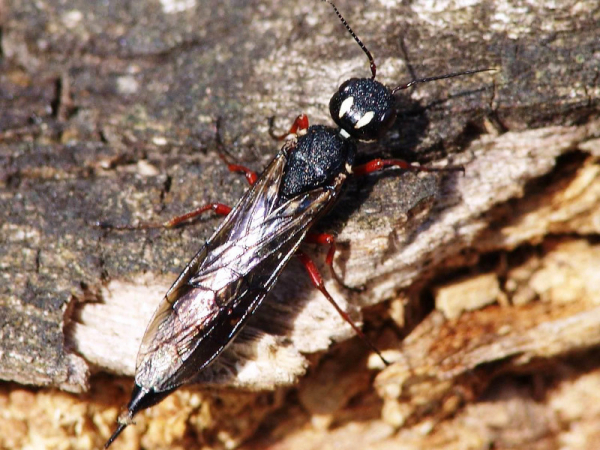 Femelle de Xiphydria camelus