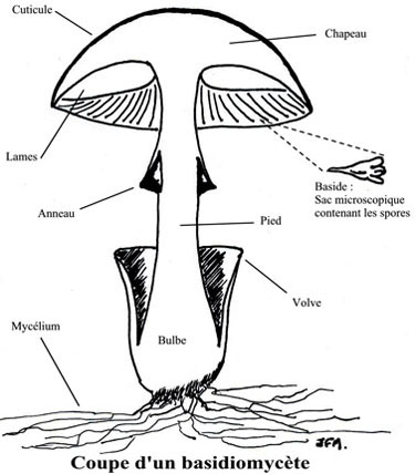 Coupe d'un champignon