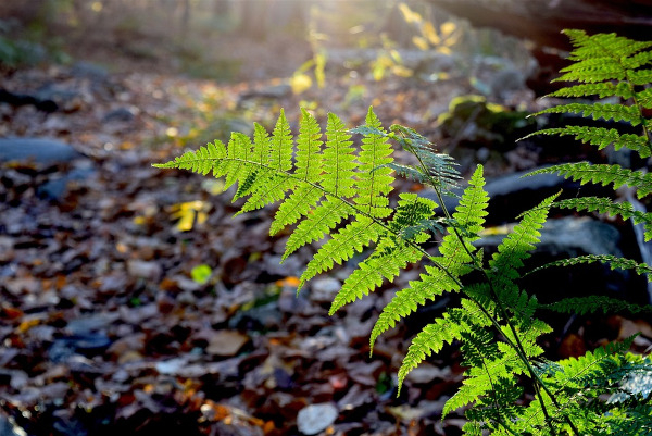 Fougère en forêt © istockphoto