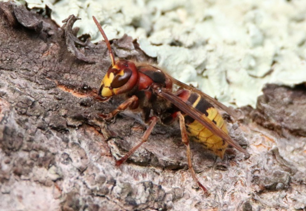 Frelon européen (Vespa crabro) © Frédéric Malvaud / LPO