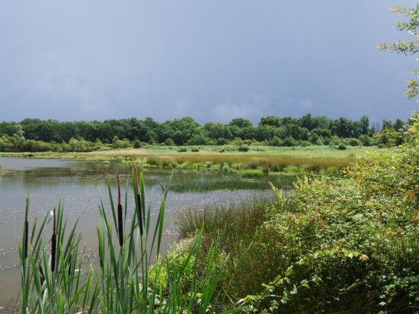 Etang Cistude sur la réserve de Chérine