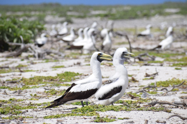Fous masqués sur l’île de Tromelin