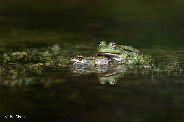 Deux grenouilles rieuses