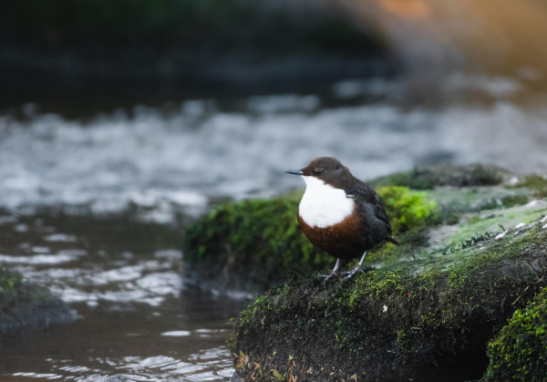 Cincle plongeur (Cinclus cinclus) adulte / Pixabay